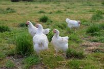Eier und Fleisch aus artgerechter Tierhaltung.