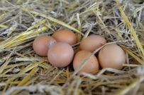 Eier in Bioland-Aualität direkt vom Hof