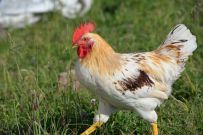 Viel Platz zum Scharren und Zupfen von Grünfutter, Insekten, ...