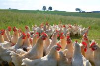 Gesunde Hühner und Hähnchen: Qualität, die man schmeckt.